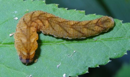 Tenthredo campestris